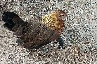 Sprzedam kurki miniaturowe, Lubelskie, Tarzymiechy Trzecie