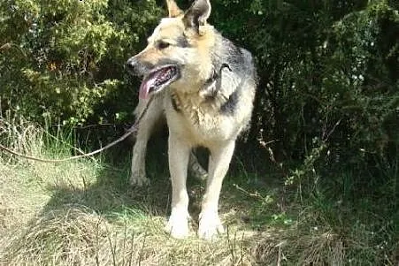 Owczarek niem.mix,zrównoważona,spokojna,lagodna su