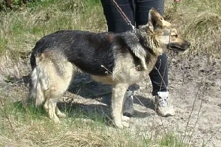 Owczarek niem.mix,zrównoważona,spokojna,lagodna su