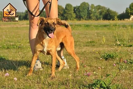 Młody, bezproblemowy, skory do pracy z człowiekiem