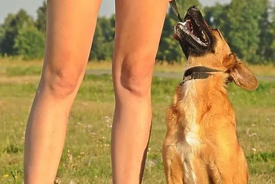 Młody, bezproblemowy, skory do pracy z człowiekiem