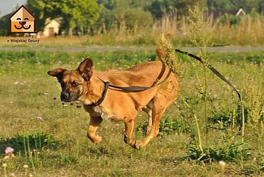 Młody, bezproblemowy, skory do pracy z człowiekiem