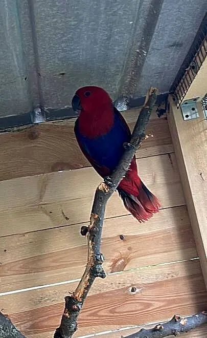 Sprzedam Samice Lory Wielkiej, Małopolskie, Tarnów