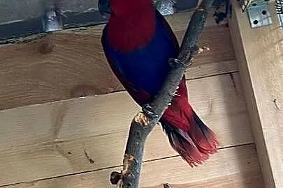 Sprzedam Samice Lory Wielkiej, Małopolskie, Tarnów