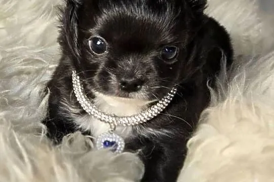 Chihuahua czarna ***Xxs