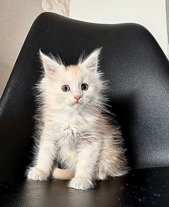Maine Coon Kozur Rudy - Srebro, Świętokrzyskie, Daleszyce