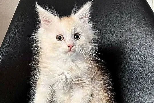 Maine Coon Kozur Rudy - Srebro, Świętokrzyskie, Daleszyce