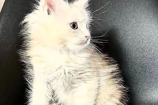 Maine Coon Kozur Rudy - Srebro, Świętokrzyskie, Daleszyce