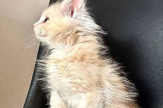 Maine Coon Kozur Rudy - Srebro, Świętokrzyskie, Daleszyce