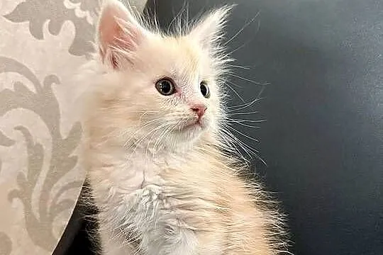 Maine Coon Kozur Rudy - Srebro, Świętokrzyskie, Daleszyce