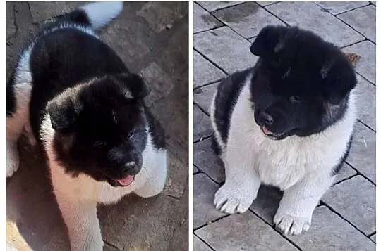 Akita amerykańska Suczka