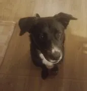 Oreo - wesoły, przyjazny SZCZENIAK szuka domu! Oreo to 6 miesięczny szczeniak. Prawdopodobnie urósł
