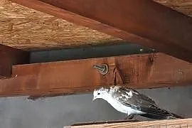 Cukrowki ptaki