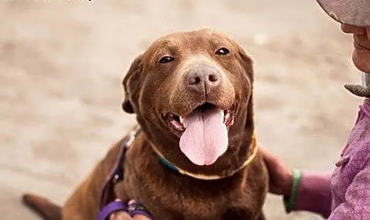 Czekoladowa Labradorka Zuza do adopcji :), Kundel