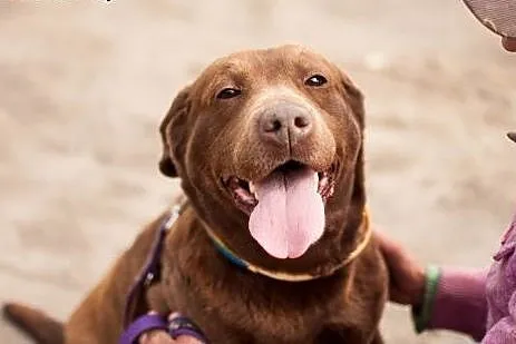 Czekoladowa Labradorka Zuza do adopcji :),  Kundel