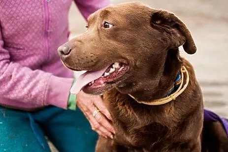 Czekoladowa Labradorka Zuza do adopcji :),  Kundel
