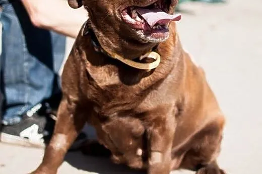 Czekoladowa Labradorka Zuza do adopcji :),  Kundel