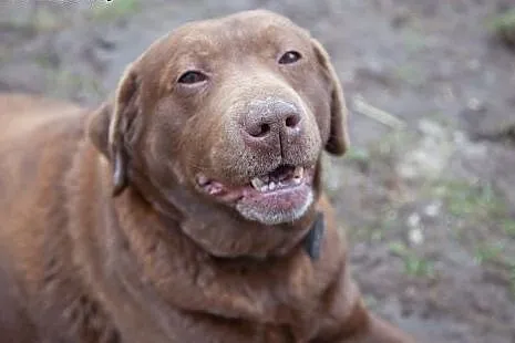 Czekoladowa Labradorka Zuza do adopcji :),  Kundel
