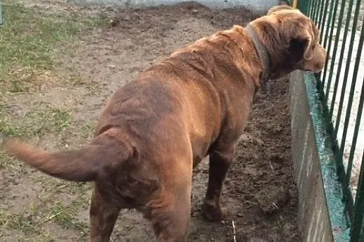 Czekoladowa Labradorka Zuza do adopcji :),  Kundel