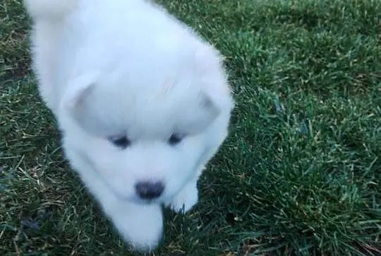Samoyed