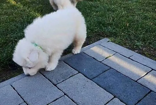 Samoyed, Dolnośląskie, Wrocław