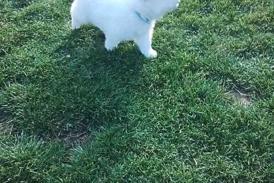 Samoyed, Dolnośląskie, Wrocław
