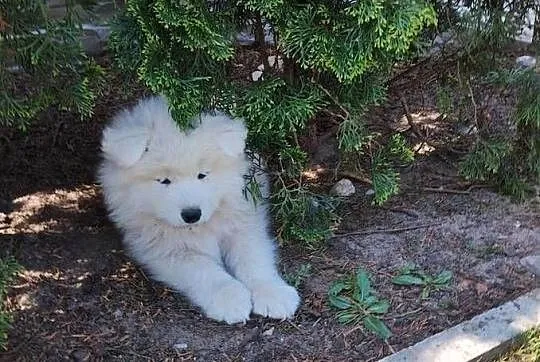 Samoyed, Dolnośląskie, Wrocław