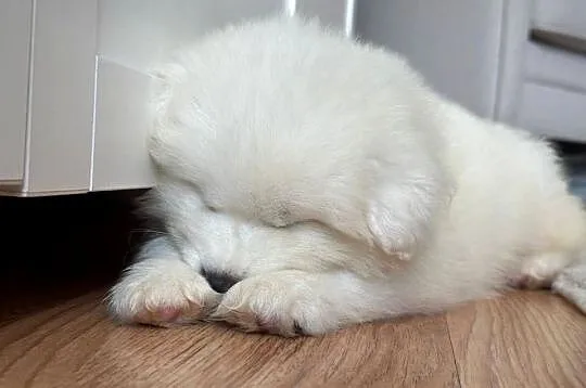 Samoyed, Dolnośląskie, Wrocław