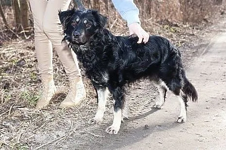Amik młody, kochany, średniej wielkości piesek ,  