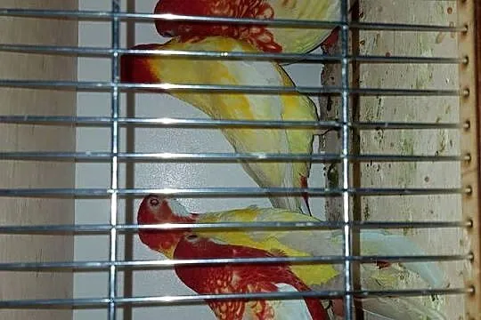 Rozelle białolice lutino, rubino, czerwone, Śląskie, Wodzisław Śląski