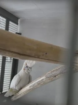 Na sprzedaż para Kakadu Mała Salomońska ( łac. Cacatua ducorpsii), , Rawicz