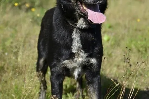 Rychu - szuka kompana do zabawy, takiego na zawsze