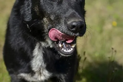 Rychu - szuka kompana do zabawy, takiego na zawsze