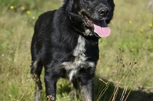 Rychu - szuka kompana do zabawy, takiego na zawsze