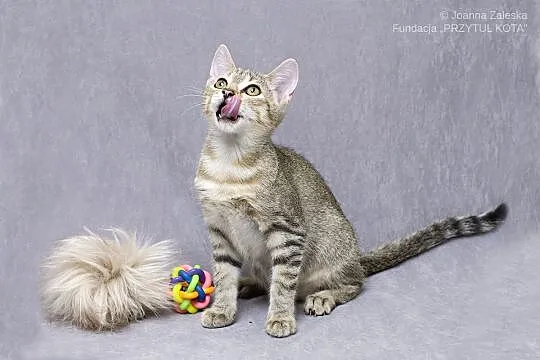 Fenek - kawaler do wzięcia