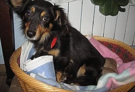 Malenka 4 kg,9-10 miesiecy,adopcja!!, świętokrzys