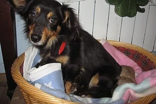 Malenka 4 kg,9-10 miesiecy,adopcja!!, świętokrzyskie Kielce