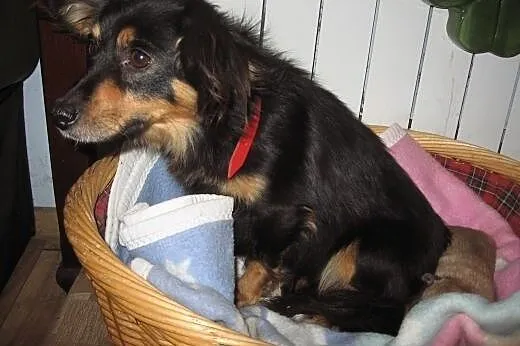 Malenka 4 kg,9-10 miesiecy,adopcja!!,  świętokrzys