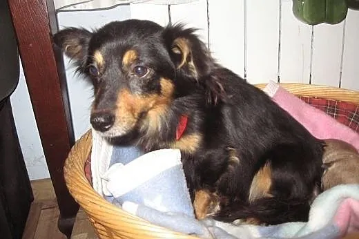 Malenka 4 kg,9-10 miesiecy,adopcja!!,  świętokrzys