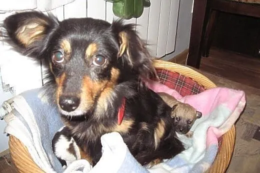 Malenka 4 kg,9-10 miesiecy,adopcja!!,  świętokrzys