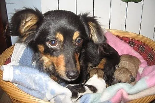 Malenka 4 kg,9-10 miesiecy,adopcja!!,  świętokrzys