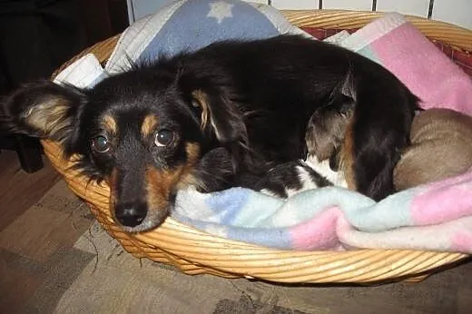 Malenka 4 kg,9-10 miesiecy,adopcja!!,  świętokrzys