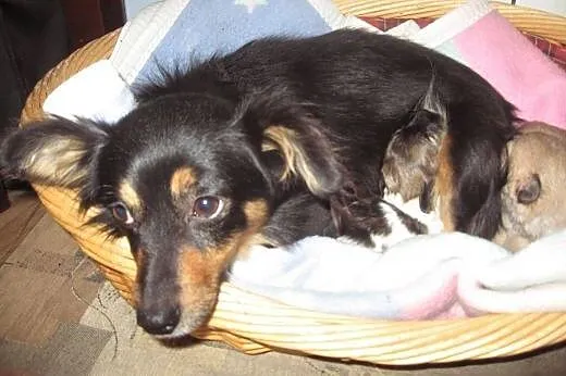 Malenka 4 kg,9-10 miesiecy,adopcja!!,  świętokrzys