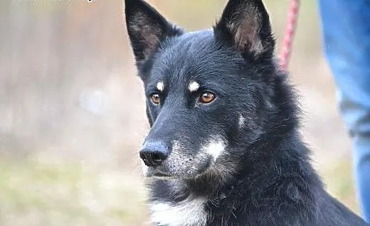 Gucio, około 5 lat pies, wielkopolskie Kalisz
