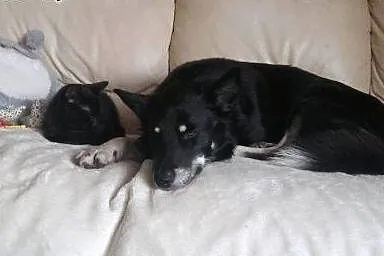 Gucio, około 5 lat pies,  wielkopolskie Kalisz