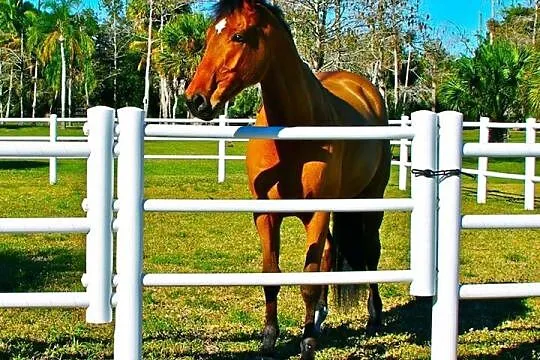 Equisafe - ogrodzenia elektryczne dla koni