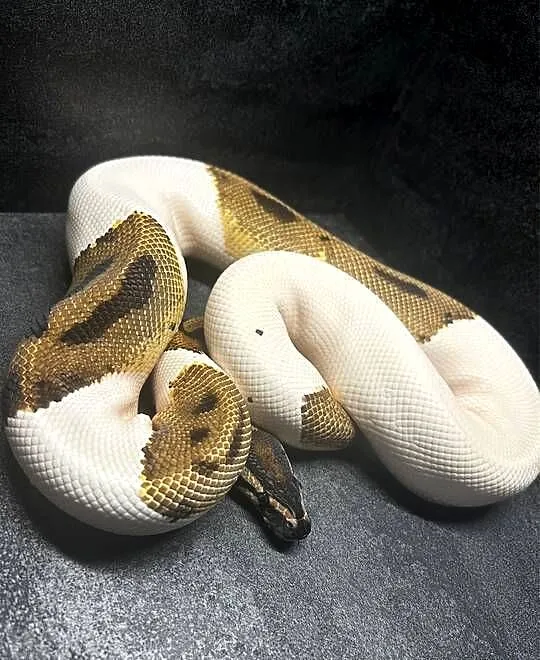 Pyton Królewski Orange Dream Piebald, Warmińsko-mazurskie, Pisz