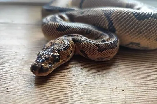 Pyton Królewski samiec Clown poss Gravel, Mazowieckie, Pruszków