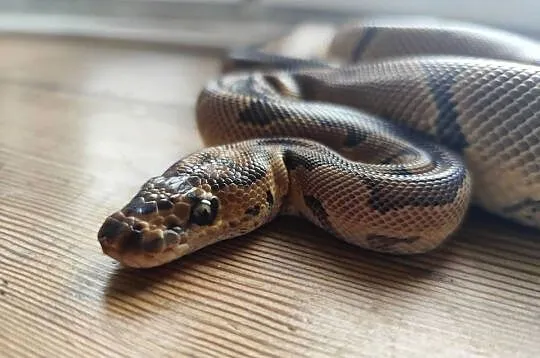 Pyton Królewski samiec Clown poss Gravel, Mazowieckie, Pruszków