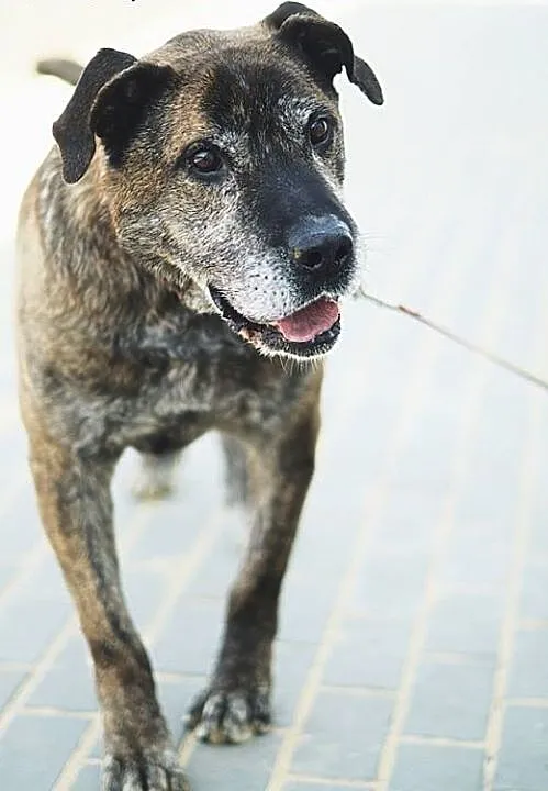 Rambo w typie doga Kanaryjskiego czeka na dom., ś